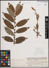 Foto von Salix cordata Michx. x Salix glaucophylla (Bebb) Bebb ex C. F. Wheeler & E. F. Sm.